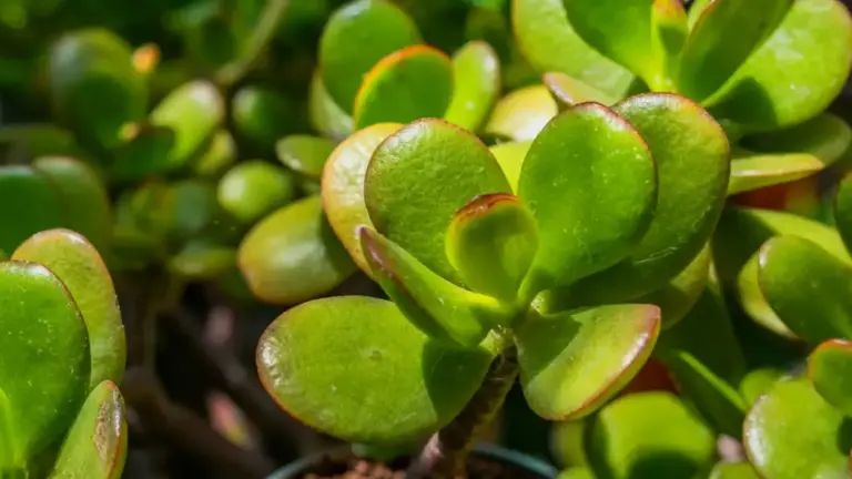 Primo piano di una pianta di albero di giada con foglie verdi carnose