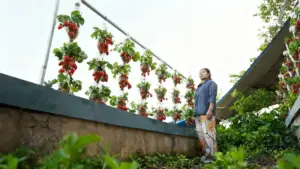 Coltivazione verticale di fragole in bottiglie di plastica riciclate con una persona accanto