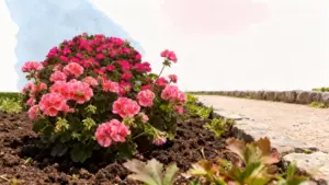 Pianta di geranio fiorita con fiori rosa accanto a un sentiero in giardino