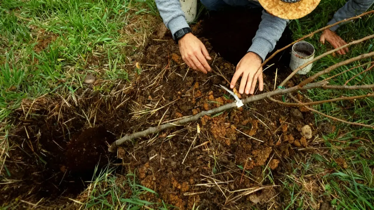 Persona che pianta un giovane albero da frutto in un terreno erboso