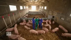 Persone in abiti da lavoro all'interno di una stalla con numerosi maiali