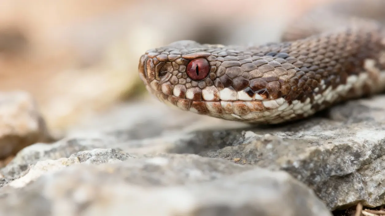 Vipera su terreno roccioso osservata da vicino