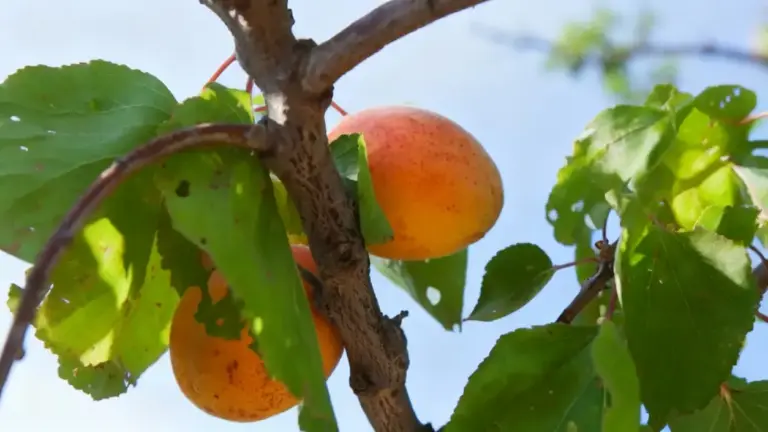 Frutti maturi di albicocco tra le foglie verdi su un ramo