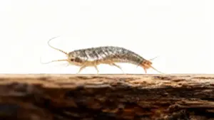 Un pesciolino d'argento su una superficie di legno in primo piano.