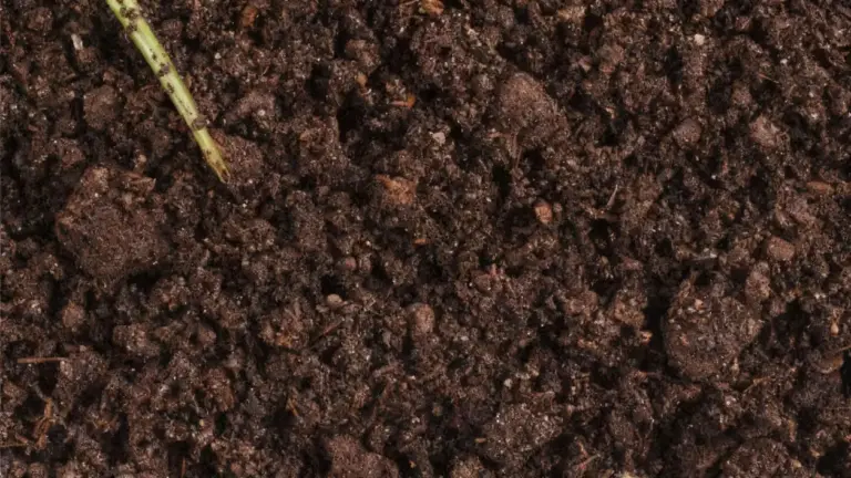 Terreno scuro umido visto da vicino, pronto per la coltivazione