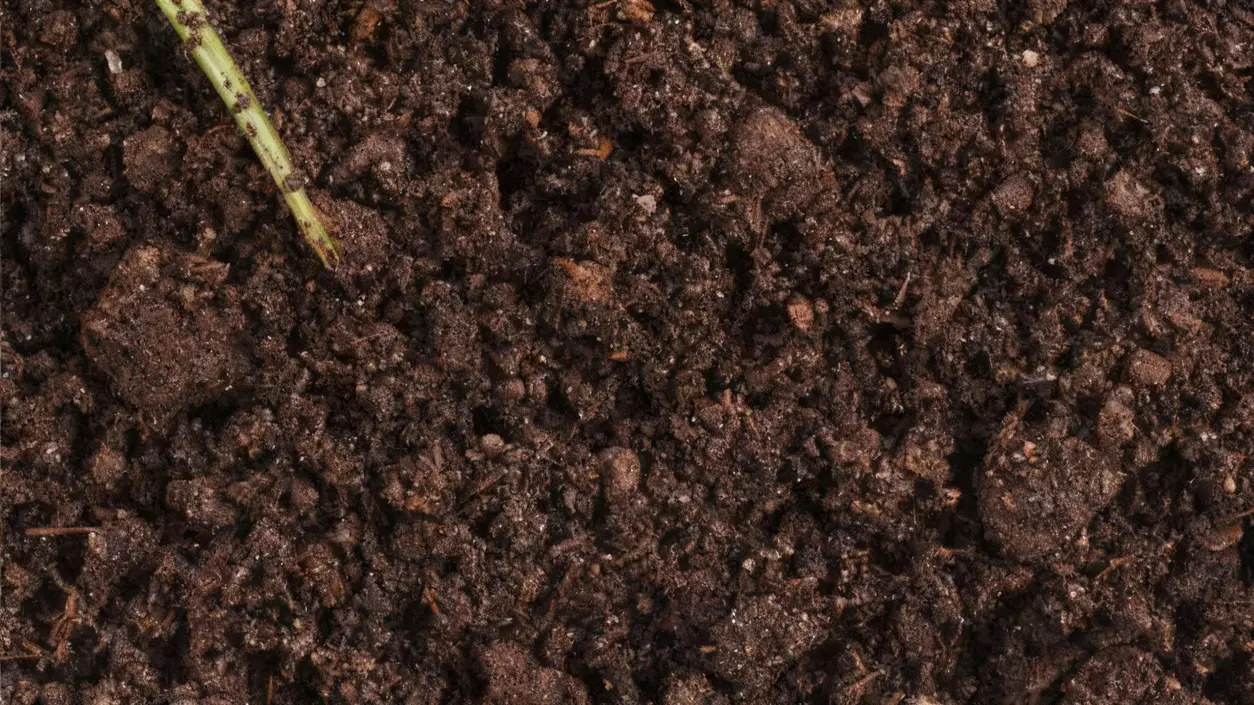 Terreno scuro umido visto da vicino, pronto per la coltivazione