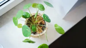 Pianta in vaso con terreno cosparso di cannella su un davanzale