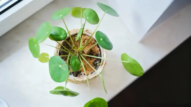 Pianta in vaso con terreno cosparso di cannella su un davanzale