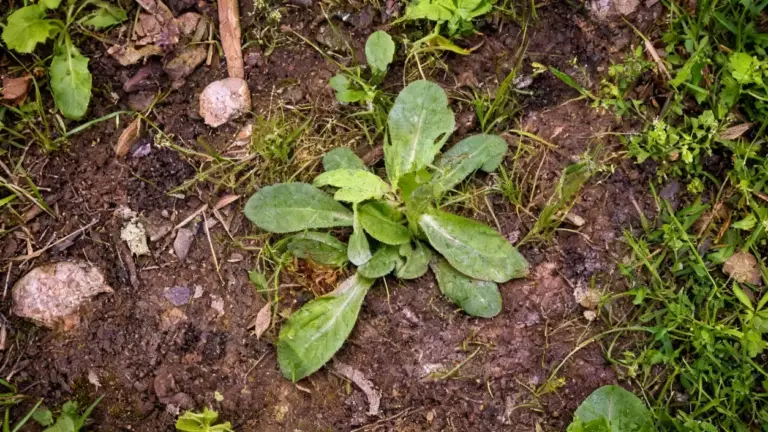 Erba spontanea che cresce su terreno nudo e umido