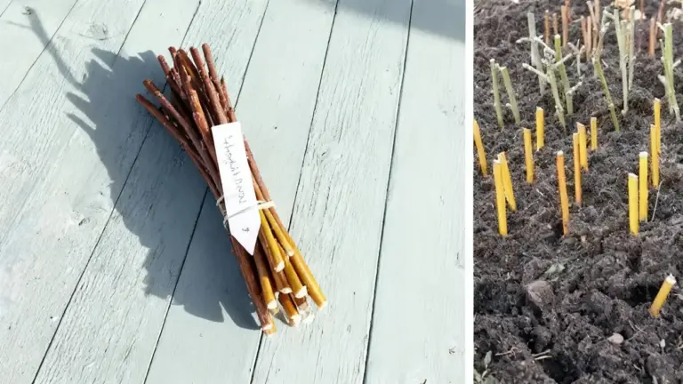 Talee legnose raccolte e piantate nel terreno invernale