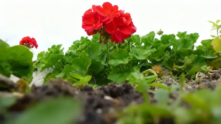Fiori rossi fioriti tra foglie verdi in un vaso visto dal basso