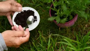 Mani che spargono fondi di caffè vicino a una pianta in vaso