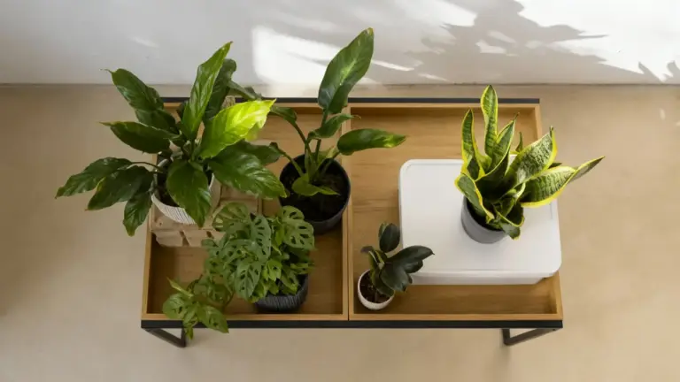 Piante verdi in vaso disposte su un tavolino di legno luminoso