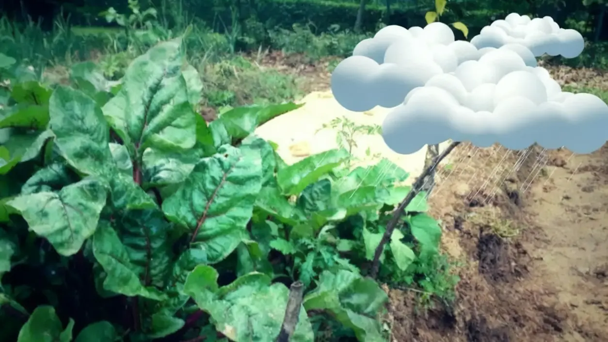 Orto con piante verdi esposto a pioggia simulata con nuvole digitali