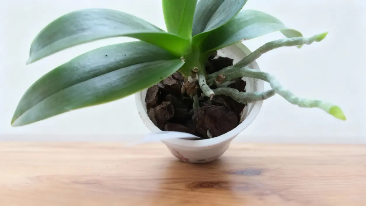 Orchidea in vaso con radici aeree ben visibili su un tavolo di legno