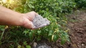 Una mano tiene della polvere grigia naturale in un orto verde