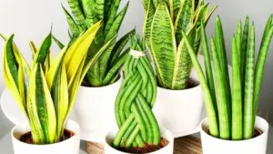 Varietà di piante sansevieria in vasi bianchi su sfondo neutro