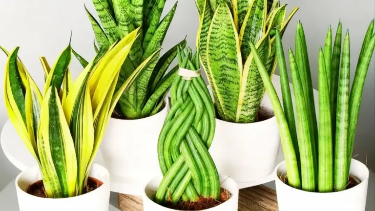 Varietà di piante sansevieria in vasi bianchi su sfondo neutro