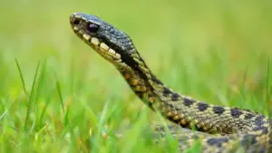 Serpente nel prato con erba verde a fuoco ravvicinato