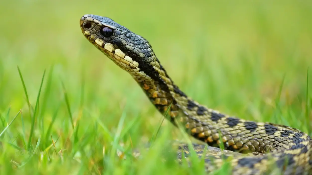 Serpente nel prato con erba verde a fuoco ravvicinato