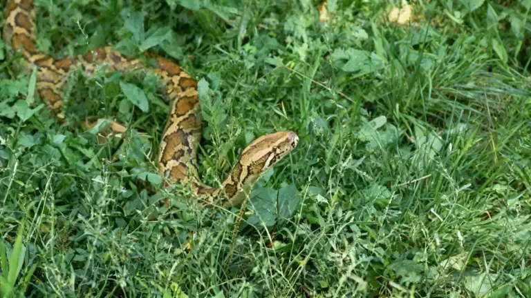 Serpente tra l'erba alta in un giardino