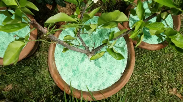 Pianta in vaso con terriccio verde, posizionata su un prato.