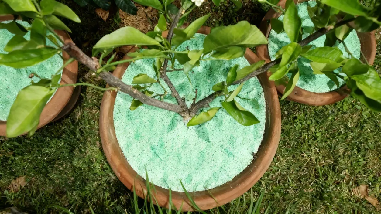 Pianta in vaso con terriccio verde, posizionata su un prato.