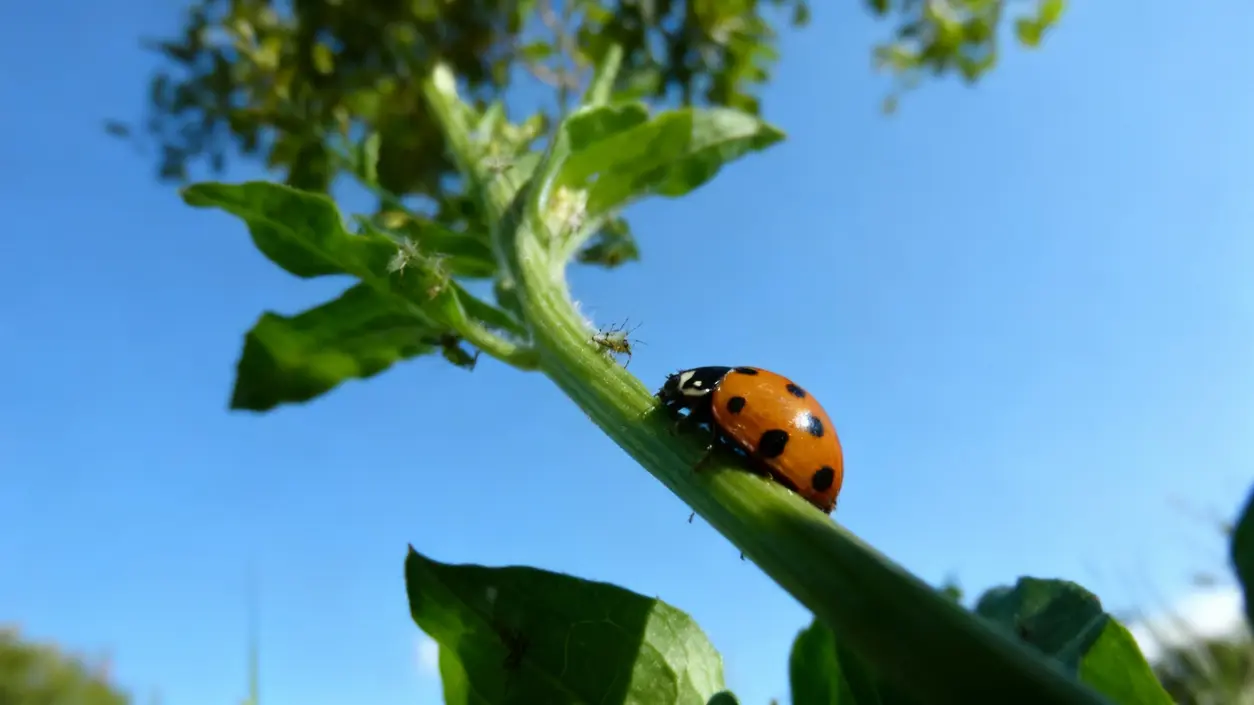 Coccinella su un ramo verde con afidi, sotto un cielo sereno