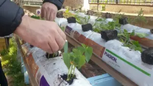 Mani che piantano giovani piantine in sacchi di coltivazione su un orto rialzato