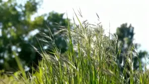 Erba alta mossa dal vento in un campo con alberi sullo sfondo